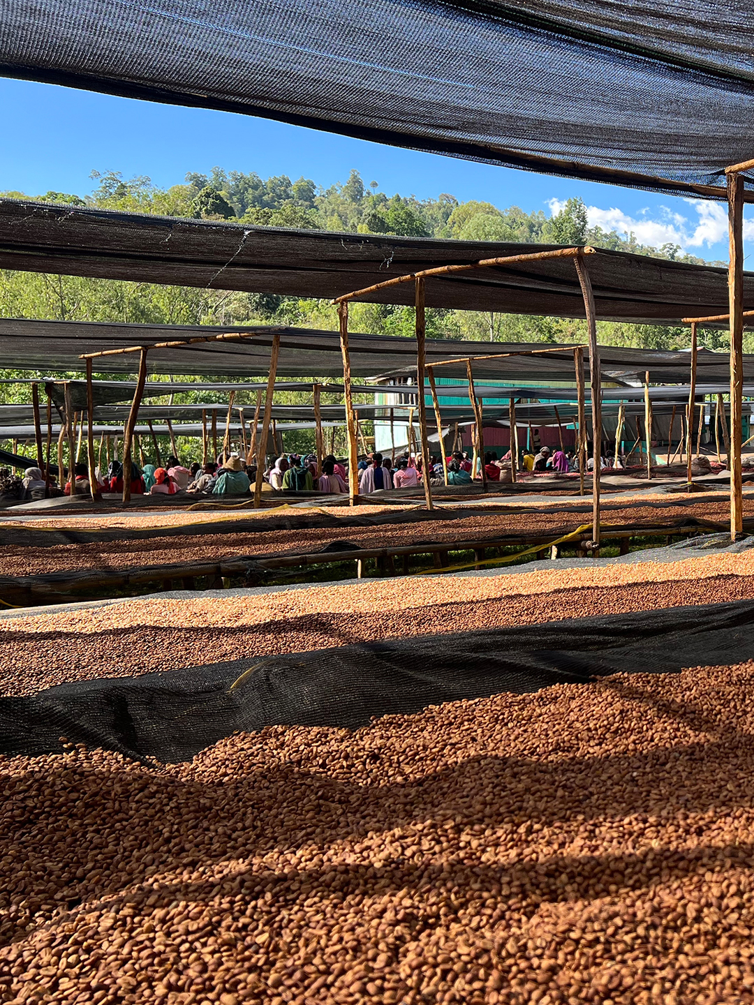 trophy -etiyopya-02